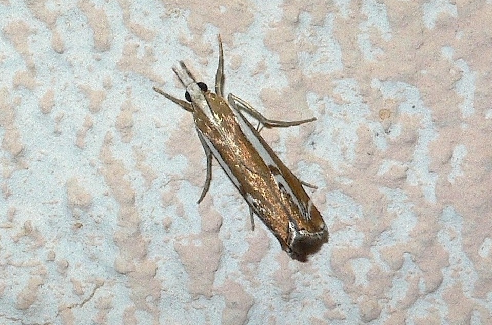 Catoptria corsicella (Duponchel 1836)